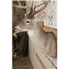 Image 8 : Big 12-Point WHITETAIL DEER Shoulder Mount