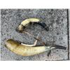 Image 1 : (1) Antique Powder Horn and (1) Antique Blow Horn for Hounds (ONE$)