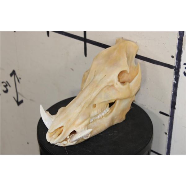 Big WILD HOG or BOAR Skull with All its Teeth and a Removable Jaw