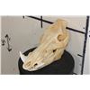 Image 1 : Big WILD HOG or BOAR Skull with All its Teeth and a Removable Jaw