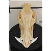 Image 2 : Big WILD HOG or BOAR Skull with All its Teeth and a Removable Jaw