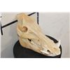 Image 3 : Big WILD HOG or BOAR Skull with All its Teeth and a Removable Jaw
