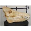 Image 5 : Big WILD HOG or BOAR Skull with All its Teeth and a Removable Jaw