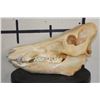 Image 6 : Big WILD HOG or BOAR Skull with All its Teeth and a Removable Jaw