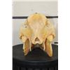 Image 7 : Big WILD HOG or BOAR Skull with All its Teeth and a Removable Jaw