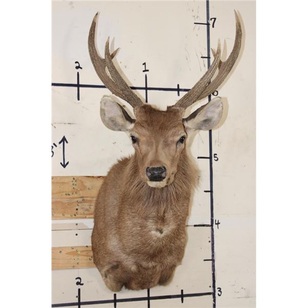 SAMBAR DEER Shoulder Mount