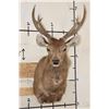 Image 1 : SAMBAR DEER Shoulder Mount