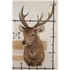 Image 2 : SAMBAR DEER Shoulder Mount
