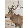 Image 3 : SAMBAR DEER Shoulder Mount