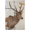 Image 4 : SAMBAR DEER Shoulder Mount