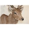 Image 5 : SAMBAR DEER Shoulder Mount
