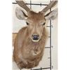Image 6 : SAMBAR DEER Shoulder Mount