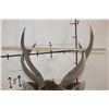 Image 9 : SAMBAR DEER Shoulder Mount