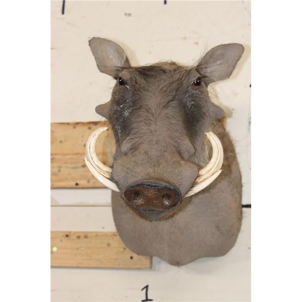 WARTHOG Shoulder Mount