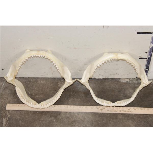 (2) Big SHARK Jaws (ONE$)