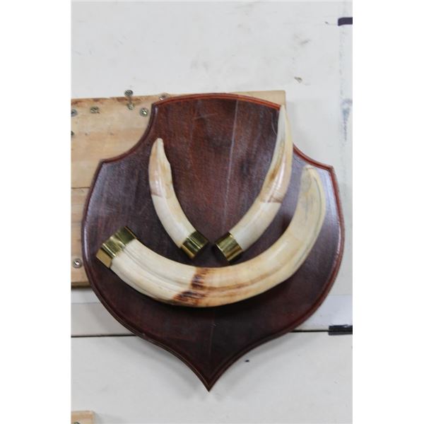 WARTHOG Tusks on a Wooden Plaque