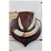 Image 1 : WARTHOG Tusks on a Wooden Plaque