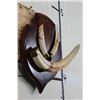 Image 2 : WARTHOG Tusks on a Wooden Plaque
