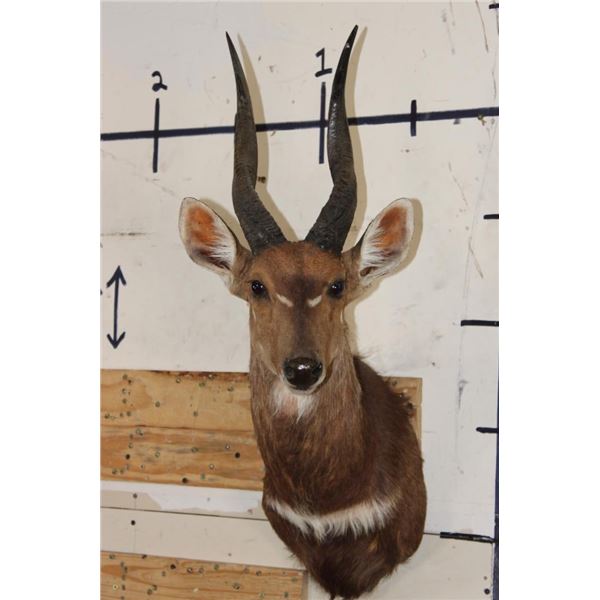 BUSHBUCK Shoulder Mount
