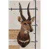 Image 2 : BUSHBUCK Shoulder Mount