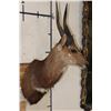 Image 3 : BUSHBUCK Shoulder Mount