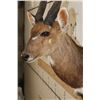 Image 5 : BUSHBUCK Shoulder Mount