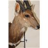 Image 7 : BUSHBUCK Shoulder Mount
