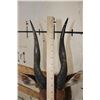 Image 9 : BUSHBUCK Shoulder Mount