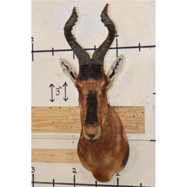 RED HARTEBEEST Shoulder Mount
