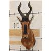 Image 1 : RED HARTEBEEST Shoulder Mount