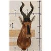 Image 2 : RED HARTEBEEST Shoulder Mount
