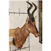 Image 3 : RED HARTEBEEST Shoulder Mount