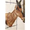 Image 8 : RED HARTEBEEST Shoulder Mount