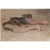 Image 2 : Antique SPURS with a Flower design embossed on the Leather Straps