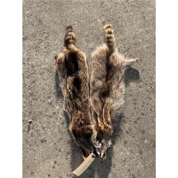 (2) *NEW* Tanned RACCOON Hides (ONE$)