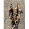Image 1 : (2) *NEW* Tanned RACCOON Hides (ONE$)