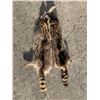 Image 2 : (2) *NEW* Tanned RACCOON Hides (ONE$)