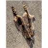 Image 3 : (2) *NEW* Tanned RACCOON Hides (ONE$)