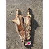 Image 4 : (2) *NEW* Tanned RACCOON Hides (ONE$)