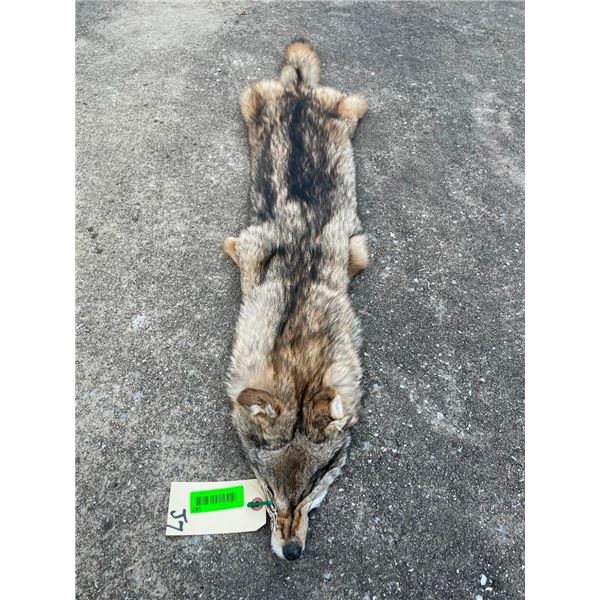*New* Large Tanned Western COYOTE Hide with Heavy Fur