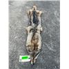Image 1 : *New* Large Tanned Western COYOTE Hide with Heavy Fur