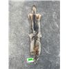 Image 2 : *New* Large Tanned Western COYOTE Hide with Heavy Fur