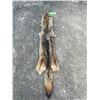 Image 3 : *New* Large Tanned Western COYOTE Hide with Heavy Fur