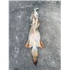 Image 5 : *New* Large Tanned Western COYOTE Hide with Heavy Fur