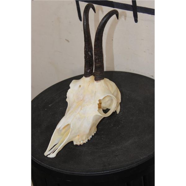 CHAMOIS Skull with All its Teeth