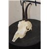 Image 1 : CHAMOIS Skull with All its Teeth
