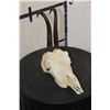 Image 2 : CHAMOIS Skull with All its Teeth