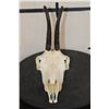 Image 3 : CHAMOIS Skull with All its Teeth