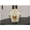 Image 4 : CHAMOIS Skull with All its Teeth