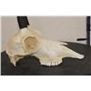 Image 5 : CHAMOIS Skull with All its Teeth